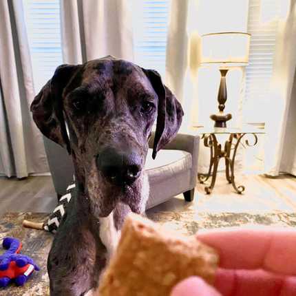 Mack 💬 “Mawma you are my number 1, but this treat is my number number number 1!” 🙊

#greatdane #greatdanes #greatdanepuppy #dogtreats #bigbaby