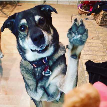 💬”Give me 5 if you’ve tried Pea’s PB treats y’all!”🥜👋🏻 

#dogmom #dogsofdfw #dogsoftexas #dogtreats #dfw #muttsofinstagram #rescuedog