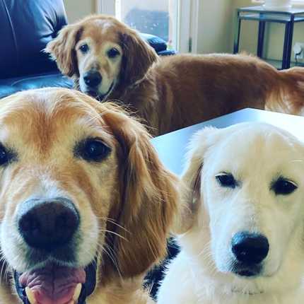 Hank, Lucy and Mimi 💬 “Keep those subscription boxes coming, mawma! 🥜📦 “ 

#goldenretriever #golden #dogsofmontereybay #monterey #carmel #norcal #california #dogsofcalifornia