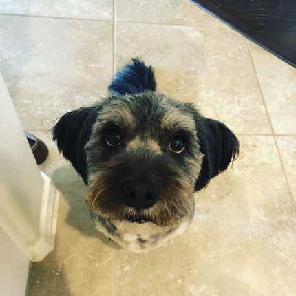 BrowBrow 💬 “I didn’t get a haircut for half a treat, mom!” 

#dogtreats #muttsofinstagram #dogsoftexas #dfwdogs #dallas #grooming