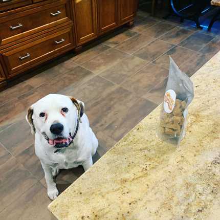 Brutus 💬 “Keep those treats coming, dad! I can only hold SIT for a little bit!” 

#dogsoftexas #dfwdogs #texasdogs #seniordog #dogtreats #dogdad